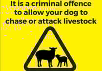 Police issue warning after poultry killed in Saltash