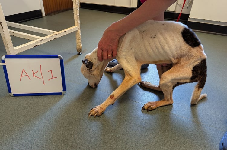Experts concluded Roxy had been without an appropriate diet for several weeks, possibly months, leaving her in pain and distress (Picture: RSPCA)