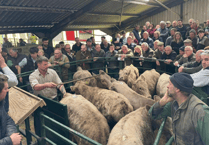 Hallworthy Livestock Market Report: Thursday, April 9