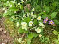 Joys of a woodland garden