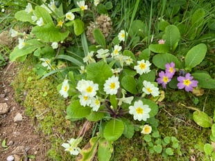 Joys of a woodland garden