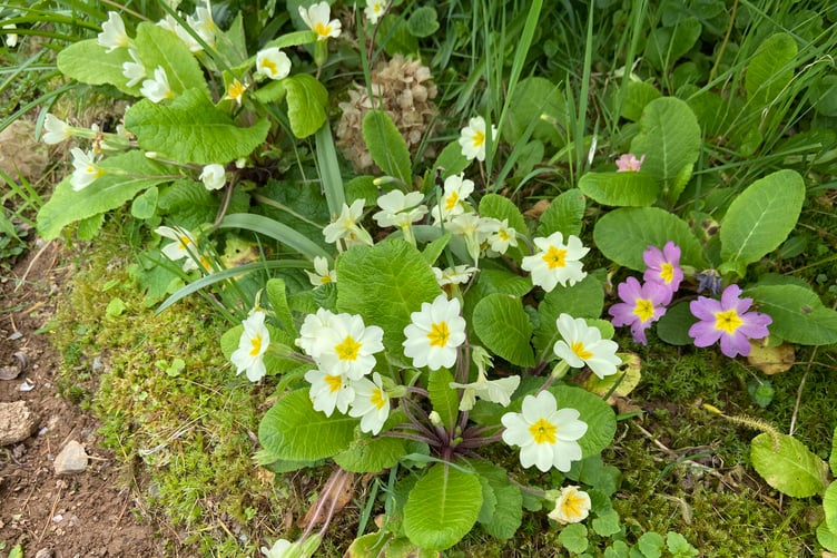 Primroses can perform well in a woodland garden. (Picture: Andrew Townsend)