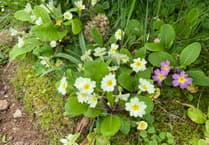 Gardening with Martin Pallett: Joys of a woodland garden