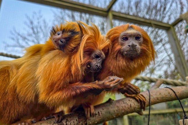  Rare golden lion tamarin born at Cornish attraction