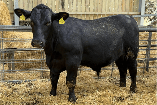 Hallworthy Livestock Market Report: Thursday, April 16