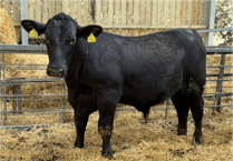 Hallworthy Livestock Market Report: Thursday, April 16