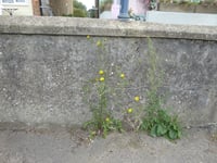 Cornwall glyphosate row deepens as MPs intervene