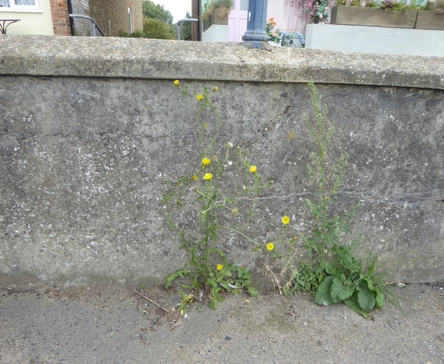 Cornwall glyphosate row deepens as MPs intervene