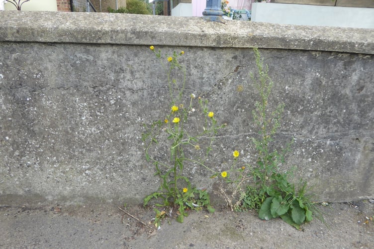 The MPs say many residents feel the approach is “inconsistent with Cornwall Council’s declaration of an environmental and ecological emergency”.