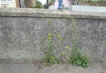 Cornwall glyphosate row deepens as MPs intervene