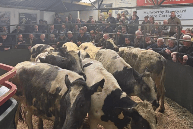 Hallworthy Livestock Market Report: Thursday, April 23