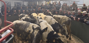 Hallworthy Livestock Market Report: Thursday, April 23