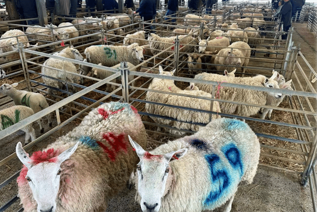 Hallworthy Livestock Market Report: Thursday, April 30
