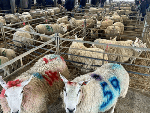 Hallworthy Livestock Market Report: Thursday, April 30