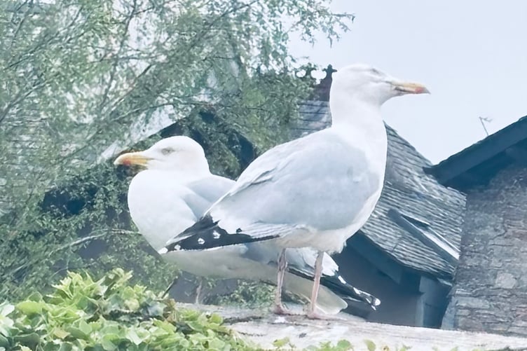 Seagulls on patrol by Carolyn Norris