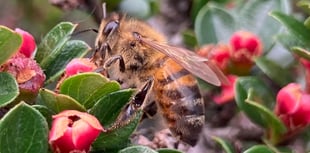 Gardening with Martin Pallett: Everything has suddenly taken off