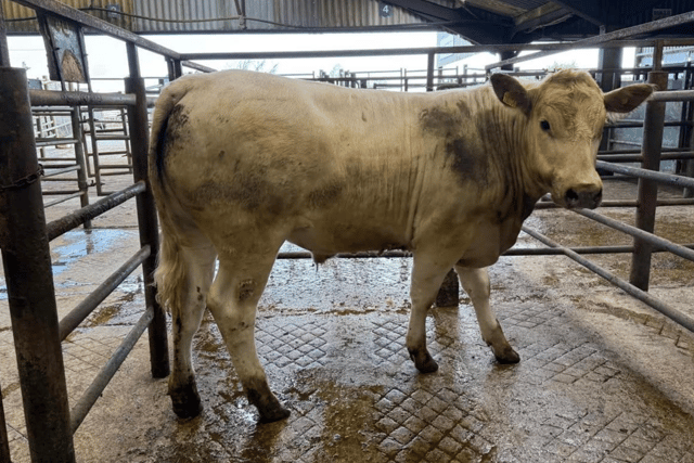 Hallworthy Livestock Market Report: Thursday, May 7