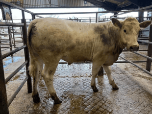 Hallworthy Livestock Market Report: Thursday, May 7