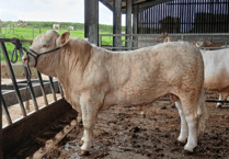 Hallworthy Livestock Market Report: Thursday, May 14