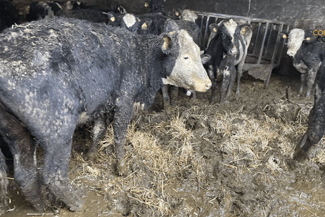 Dairy farmer banned after inspectors find severe welfare breaches