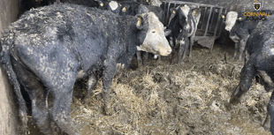 Dairy farmer banned after inspectors find severe welfare breaches