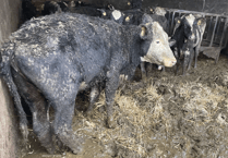 Dairy farmer from Menheniot banned after inspectors find severe welfare breaches