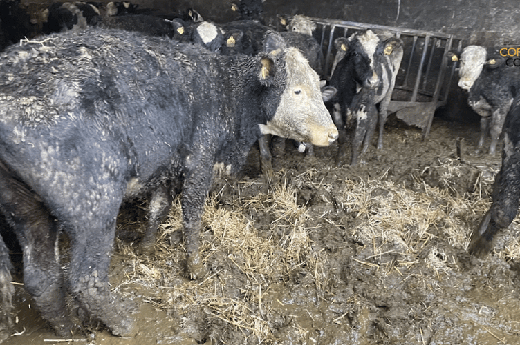 Cornwall Council officers working alongside the Animal and Plant Health Agency identified multiple breaches of animal health and welfare legislation