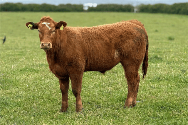 Hallworthy Livestock Market Report: Thursday, May 28