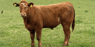 Hallworthy Livestock Market Report: Thursday, May 28