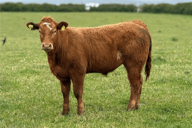 Around 100 store cattle were sold in a trade of two halves. 