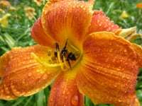 National Trust to open secret Cornish garden for two weeks
