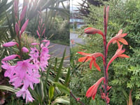 Gardening with Martin Pallett: My joy of growing Watsonia