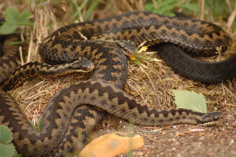 Adders are one of the UK’s most threatened snakes