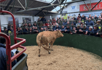 Hallworthy Livestock Market Report: Thursday, June 11