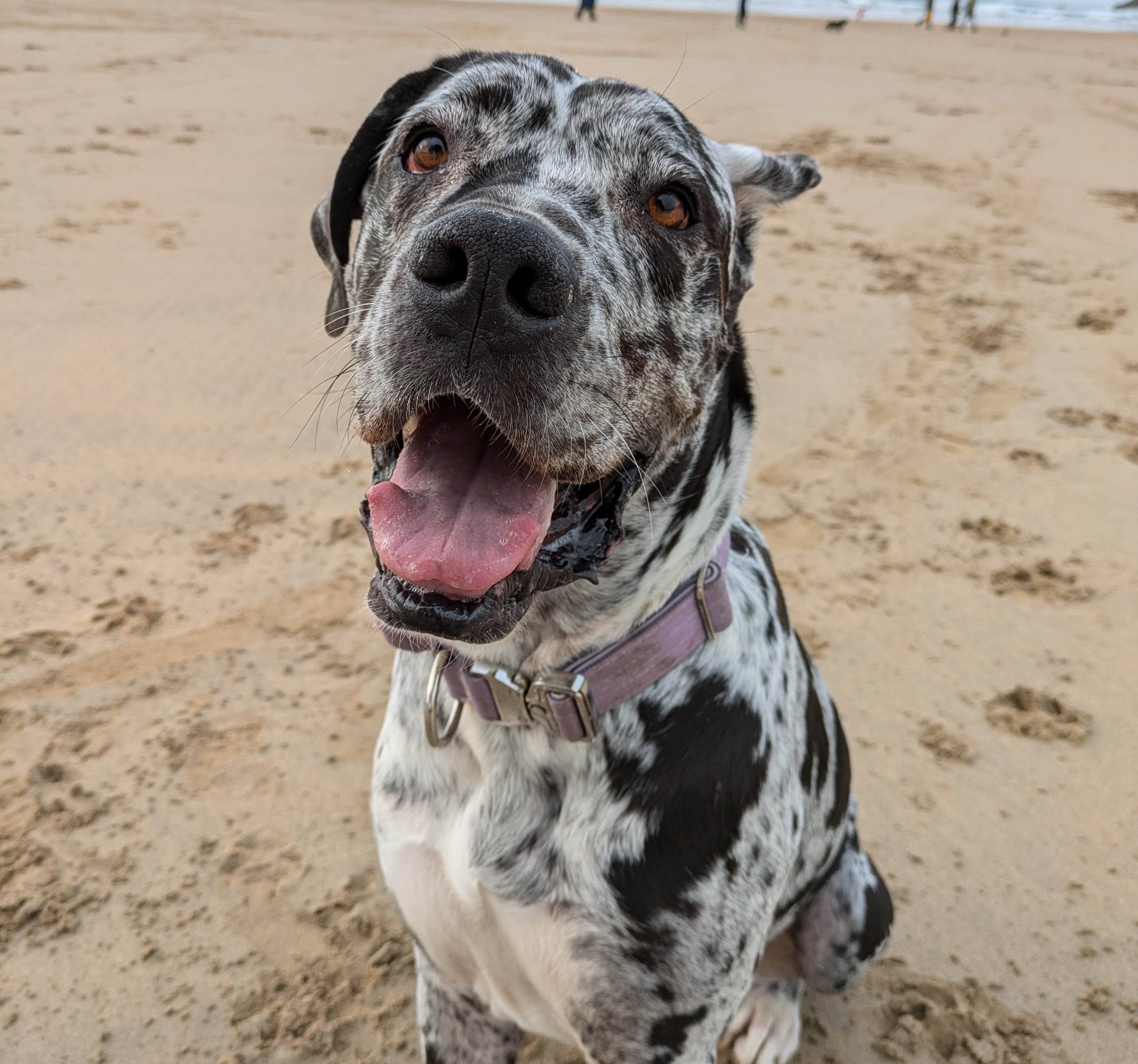 Katelin New locations in Cornwall will see dogs banned or restricted | cornish ...