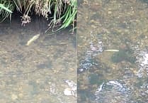 River pollution probe nears completion in Cornwall