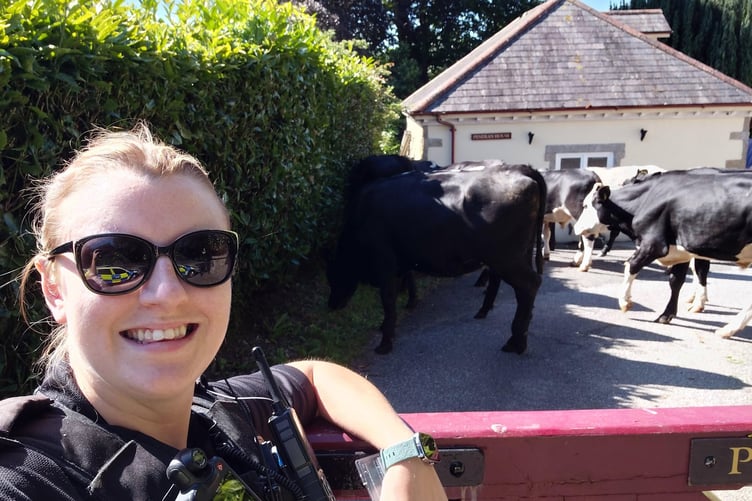 Not your average morning on the beat for Liskeard PC Katie Hall, who had to deal with a herd of cows which had escaped from a local field
