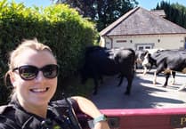 Udder Chaos! 18 runaway cows take over Liskeard