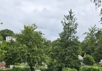 Town council appeals for information after memorial tree disappears