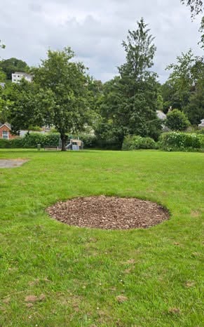 Liskeard Town Council are appealing for information following the disappearance of a memorial cherry tree in Thorn Park