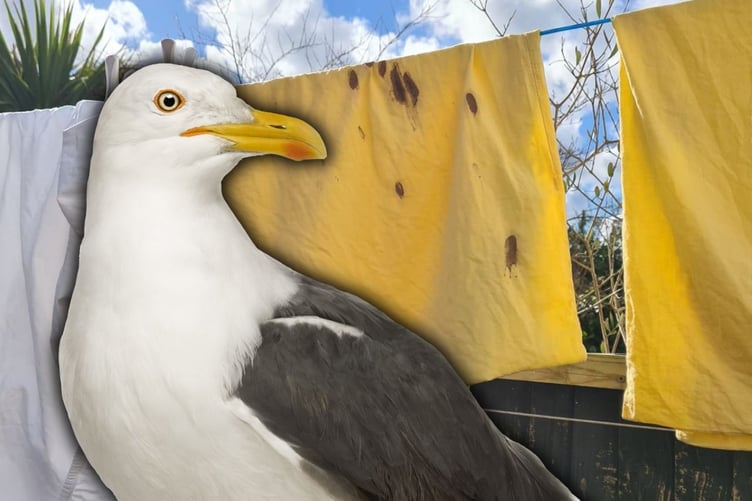 Stuart Price, from Newquay, would like to see Cornwall Council introduce a bylaw making it illegal to feed gulls