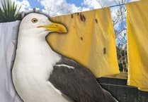 Man demands action against "nuisance" seagulls