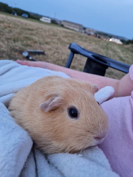 Sandy now in safe hands after being rescued by Grants Motors