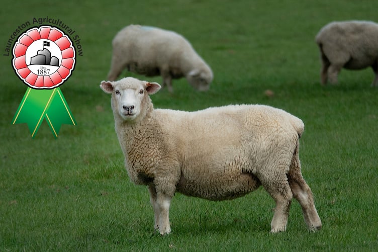 Sheep, Launceston Show