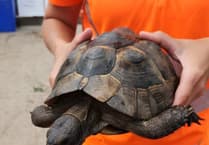 Shell-shocked tortoise found at recycling centre