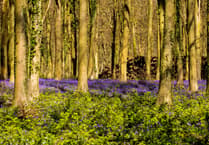 Forest for Cornwall celebrates two million trees milestone