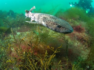 Cornwall shark rescue reveals ghost gear danger