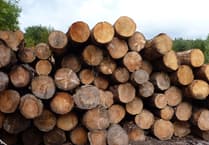 Cornwall sawmill and company director handed £20,000 fine