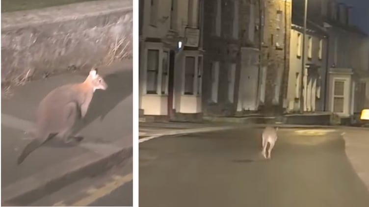 The wallaby was spotted in the early hours hopping his way along Dean Street in Liskeard (Pictures: Scot Weller)