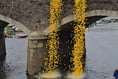 Ducks race down Looe river in their thousands